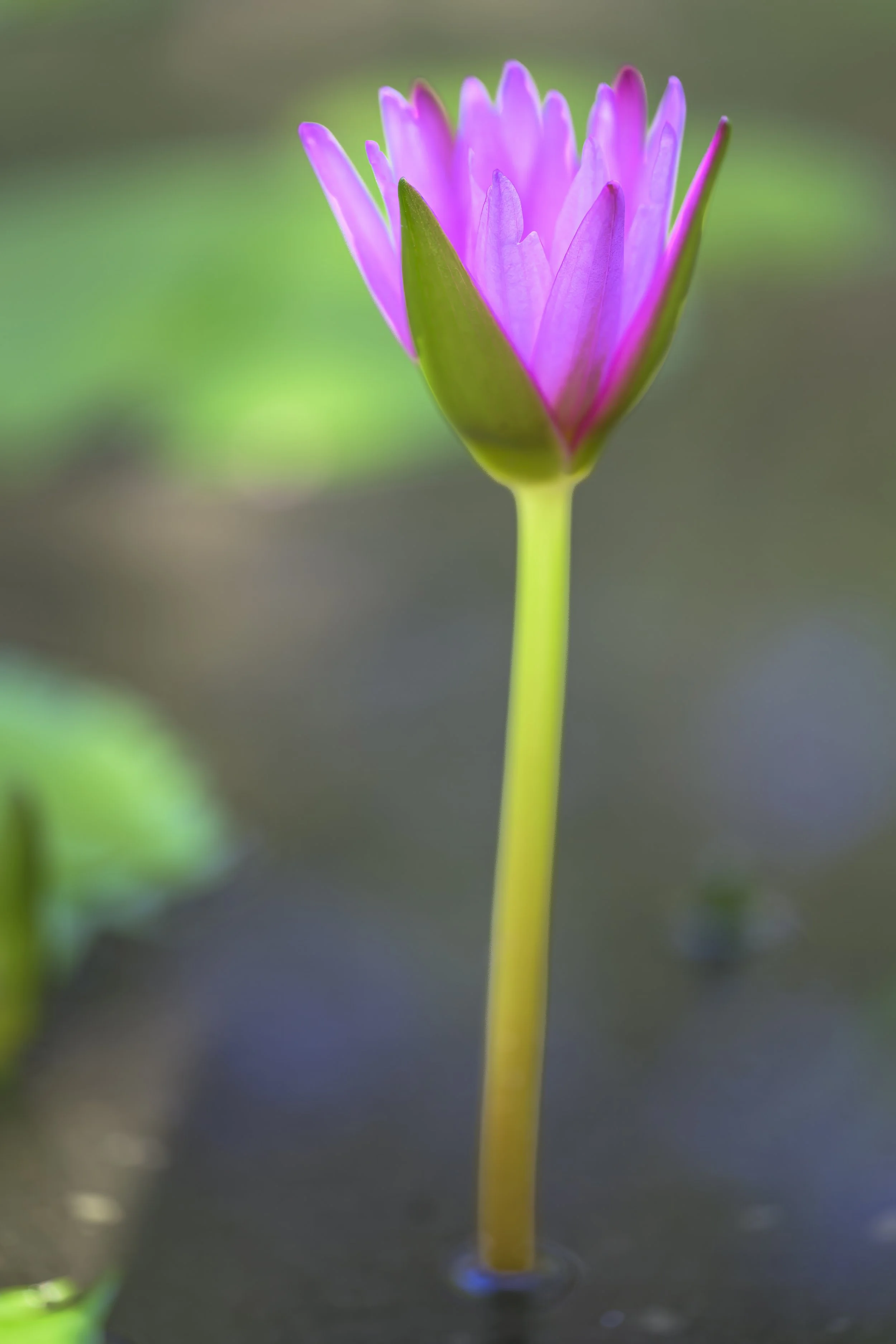 Birmingham Botanical Gardens - High Res--14.jpg