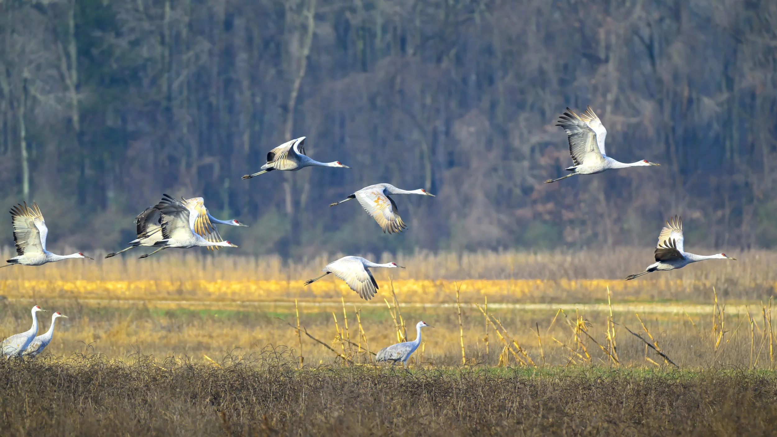 Sandhill Cranes in flight, Wheeler Wildlife Refuge