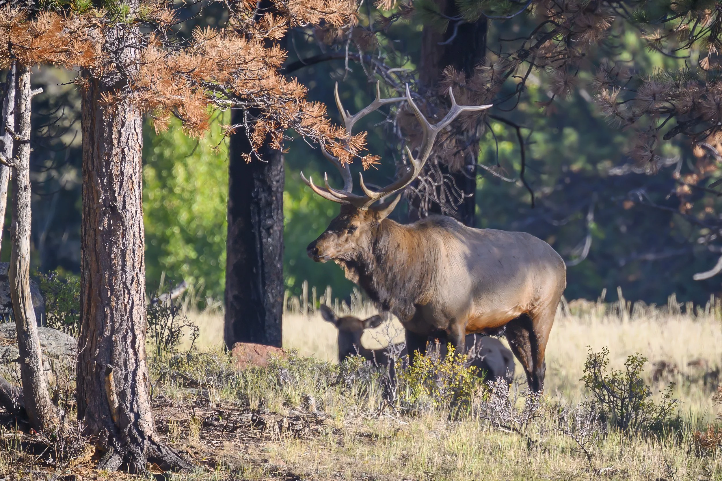 Bull Elk, Rocky Mountain National Park