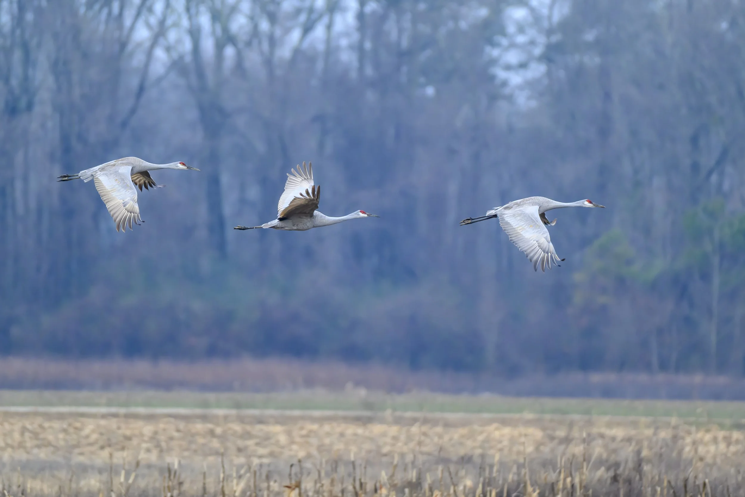Sandhill Cranes in flight, Wheeler Wildlife Refuge