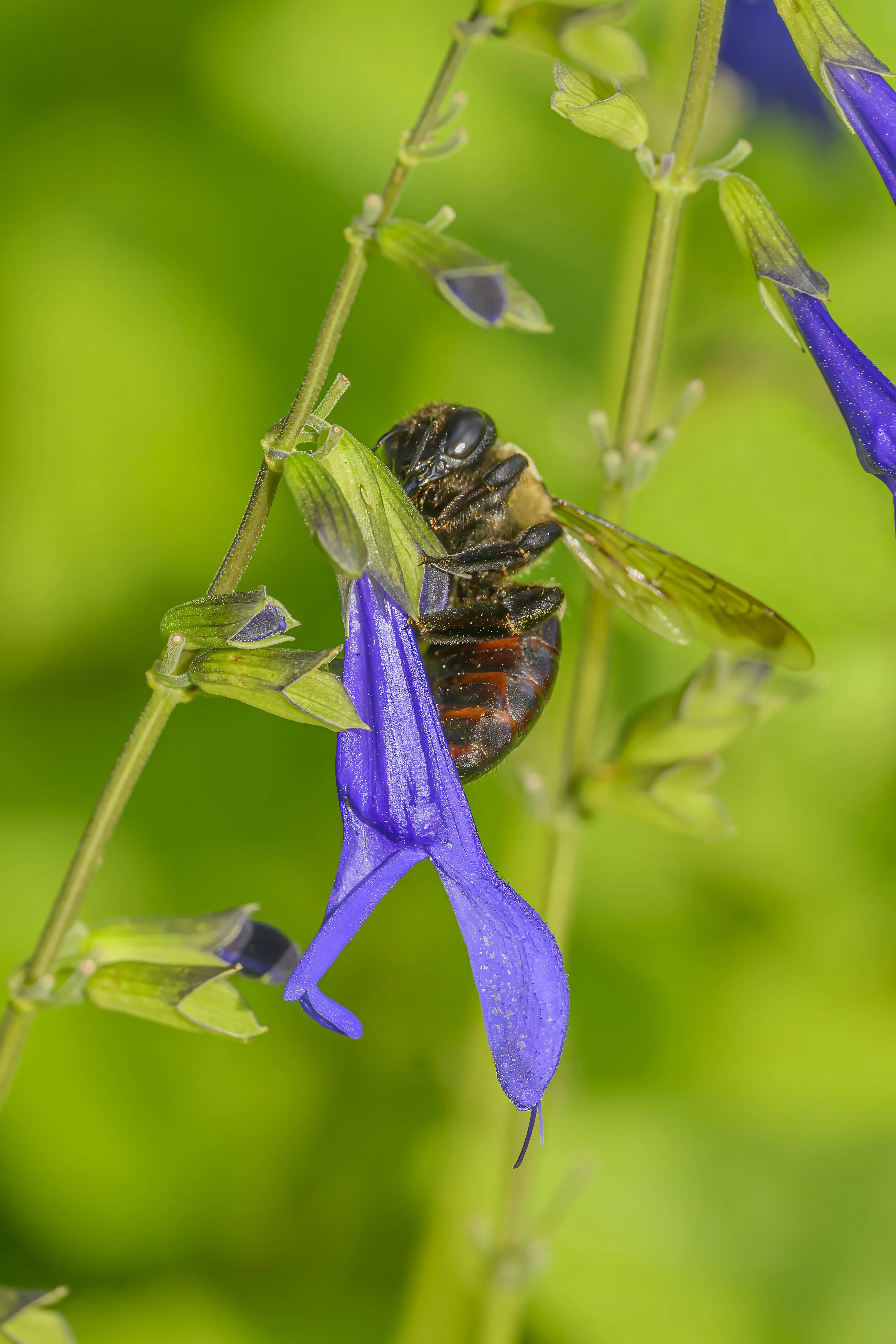 Birmingham Botanical Gardens - High Res--3.jpg