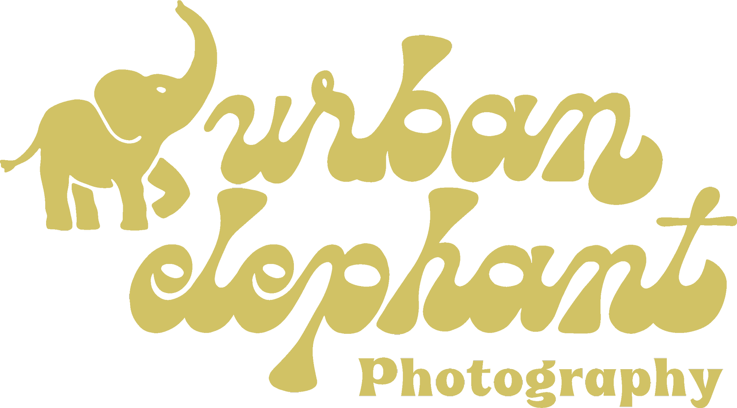 Urban Elephant Photography