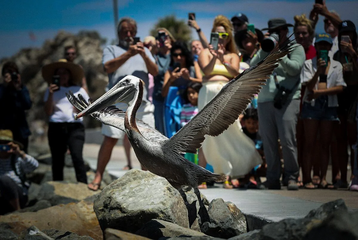 Pelican release with crowd.jpg