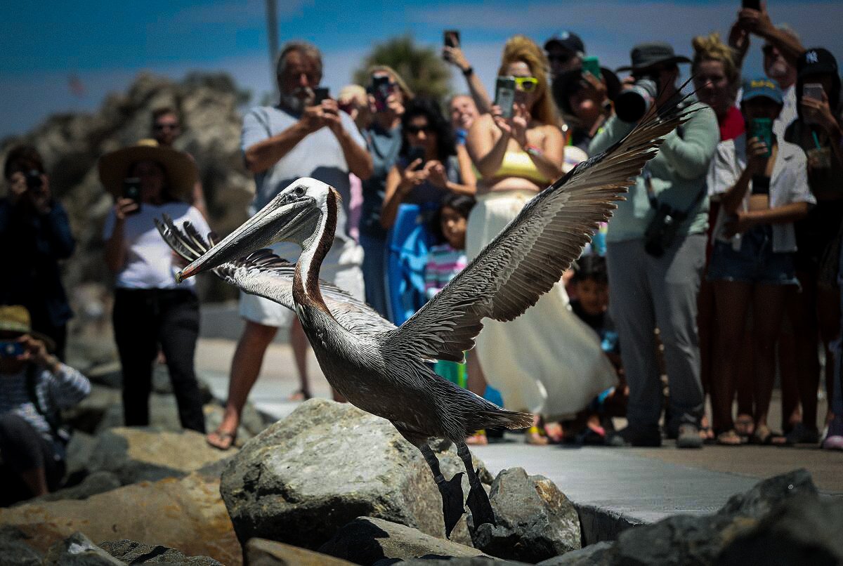 Pelican release with crowd.jpg