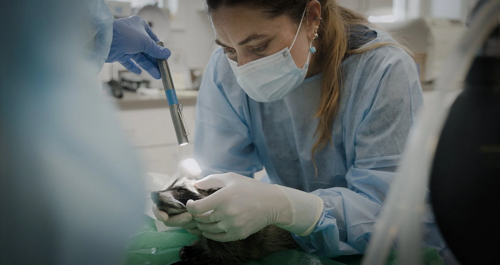 Dr Wood with Racoon baby.jpg