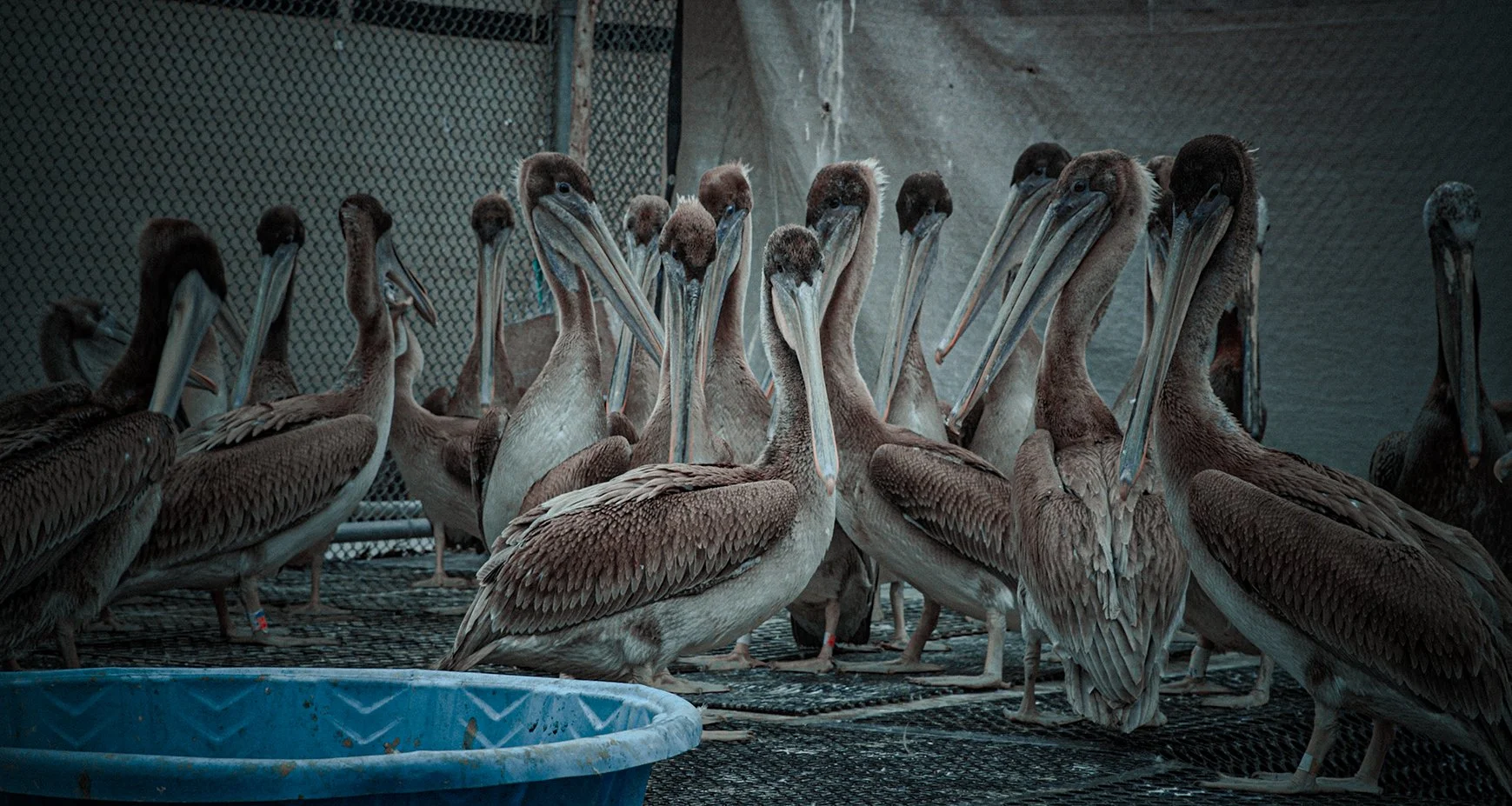 pelican-rehabilitation-california-wildlife-center.jpg