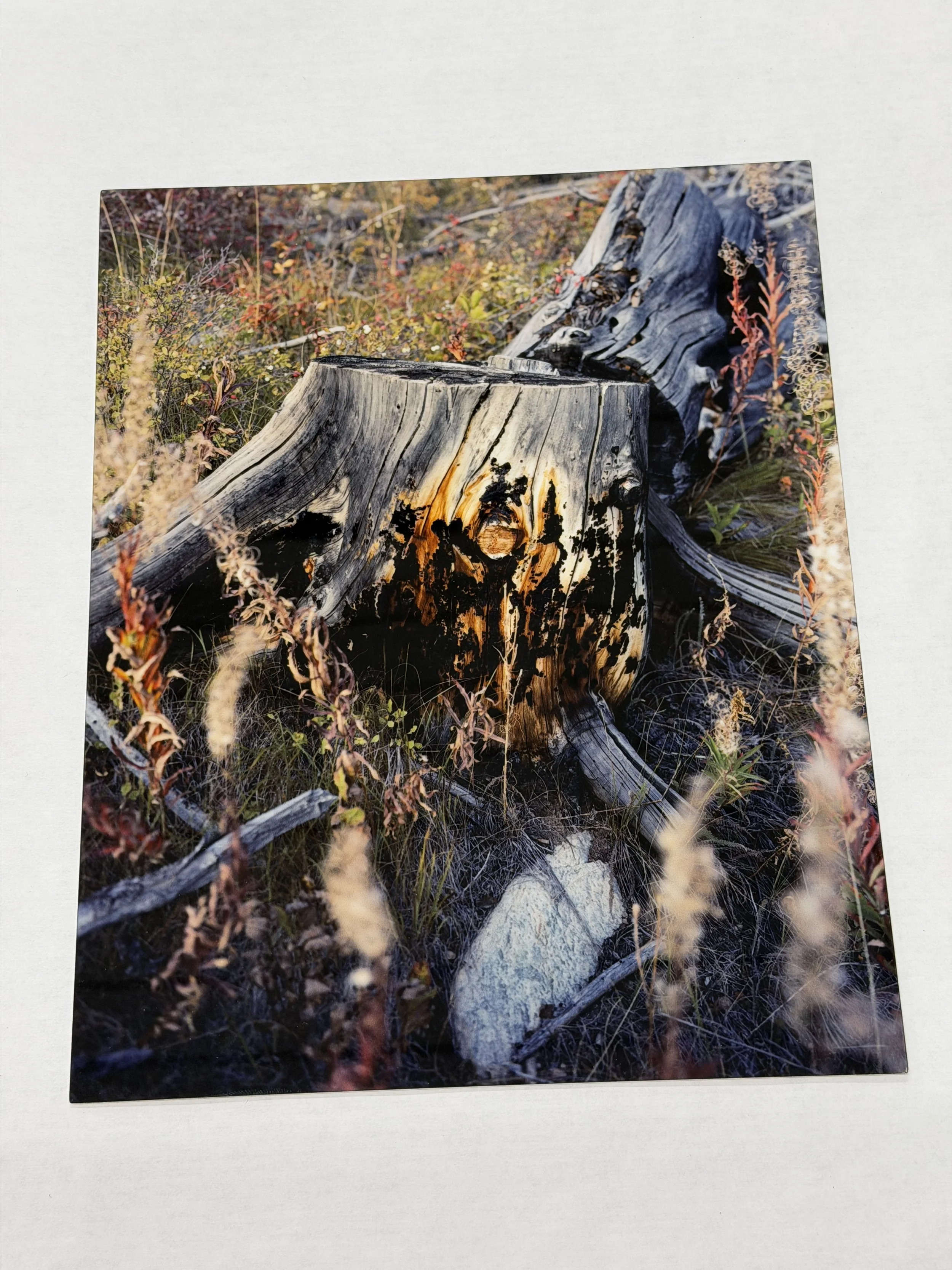 Burnt Stump