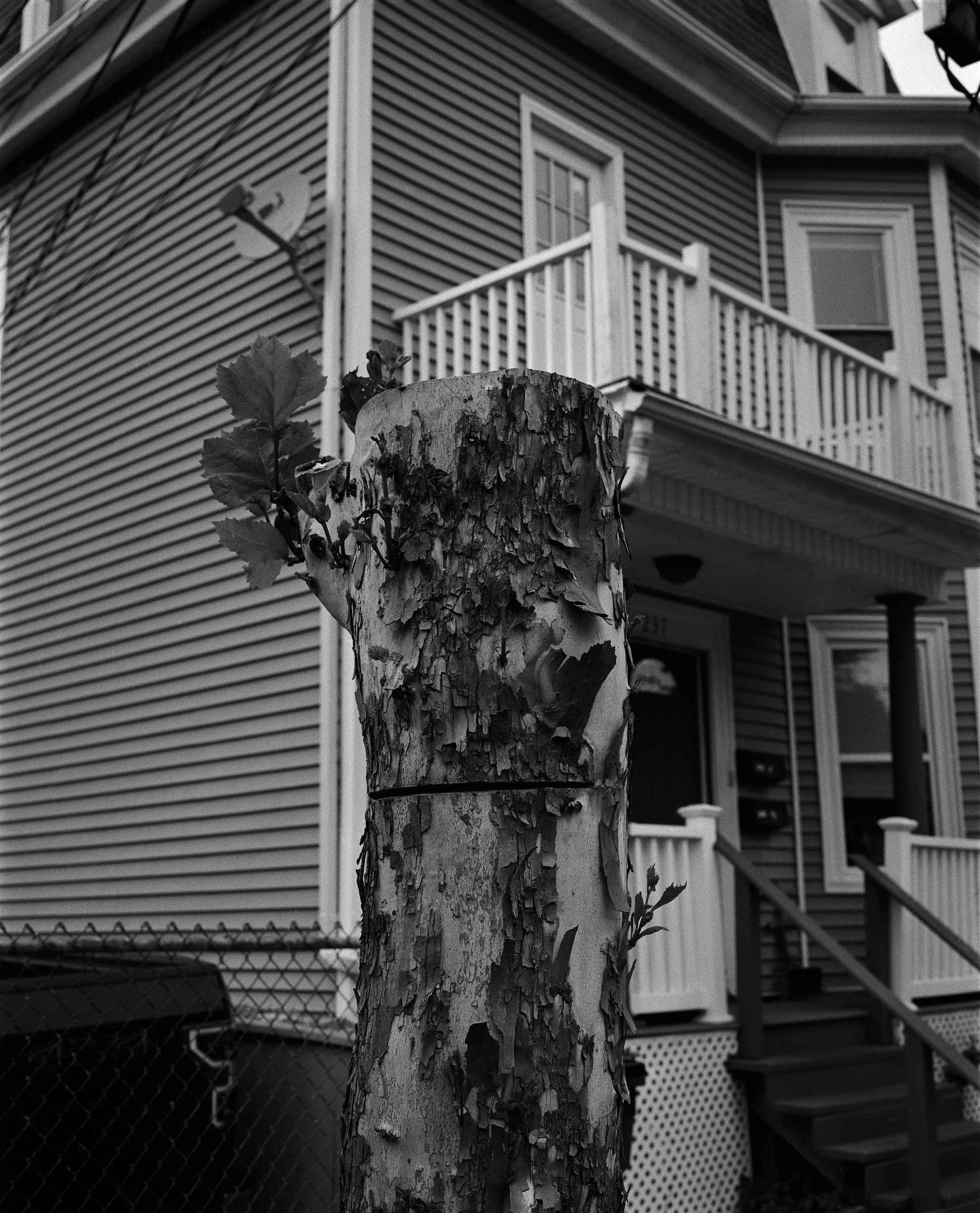 Chopped Tree-Edit.jpeg