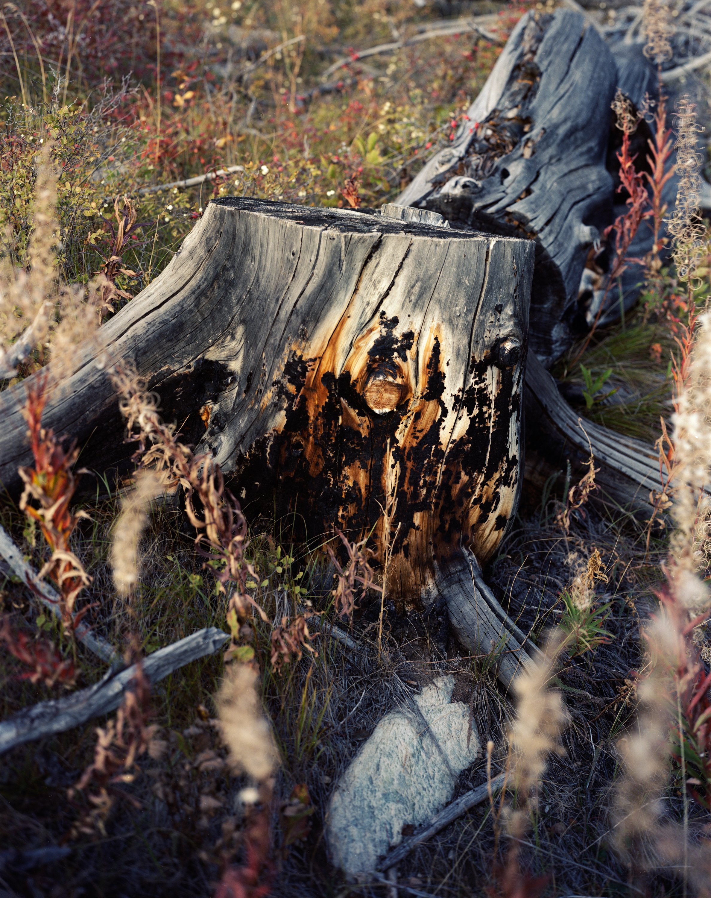 Montana Stump-Edit.jpg