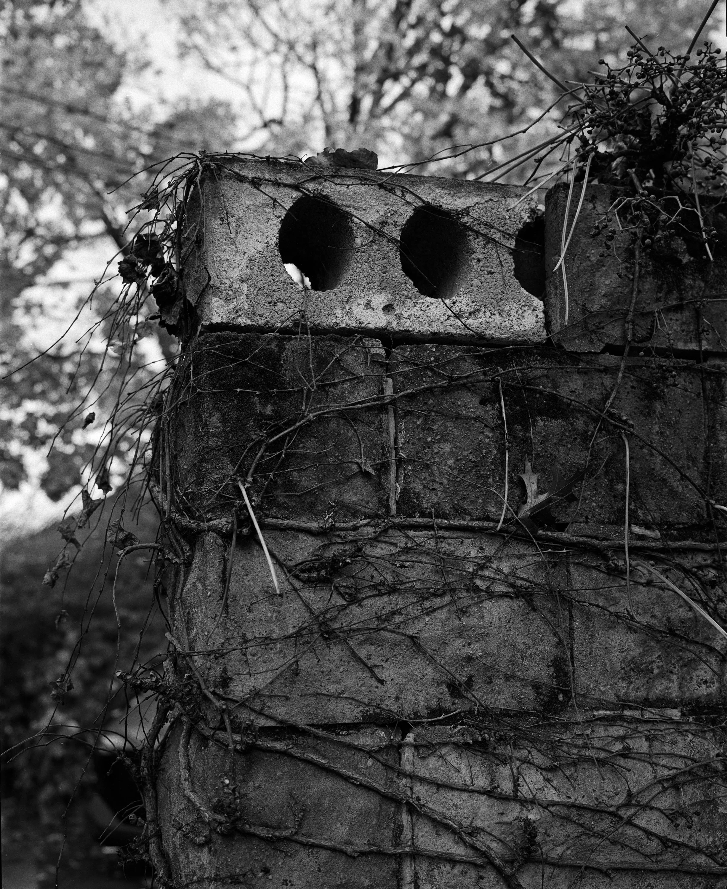 20260406-Fed Hill Block Wall Grown Over 2.jpeg