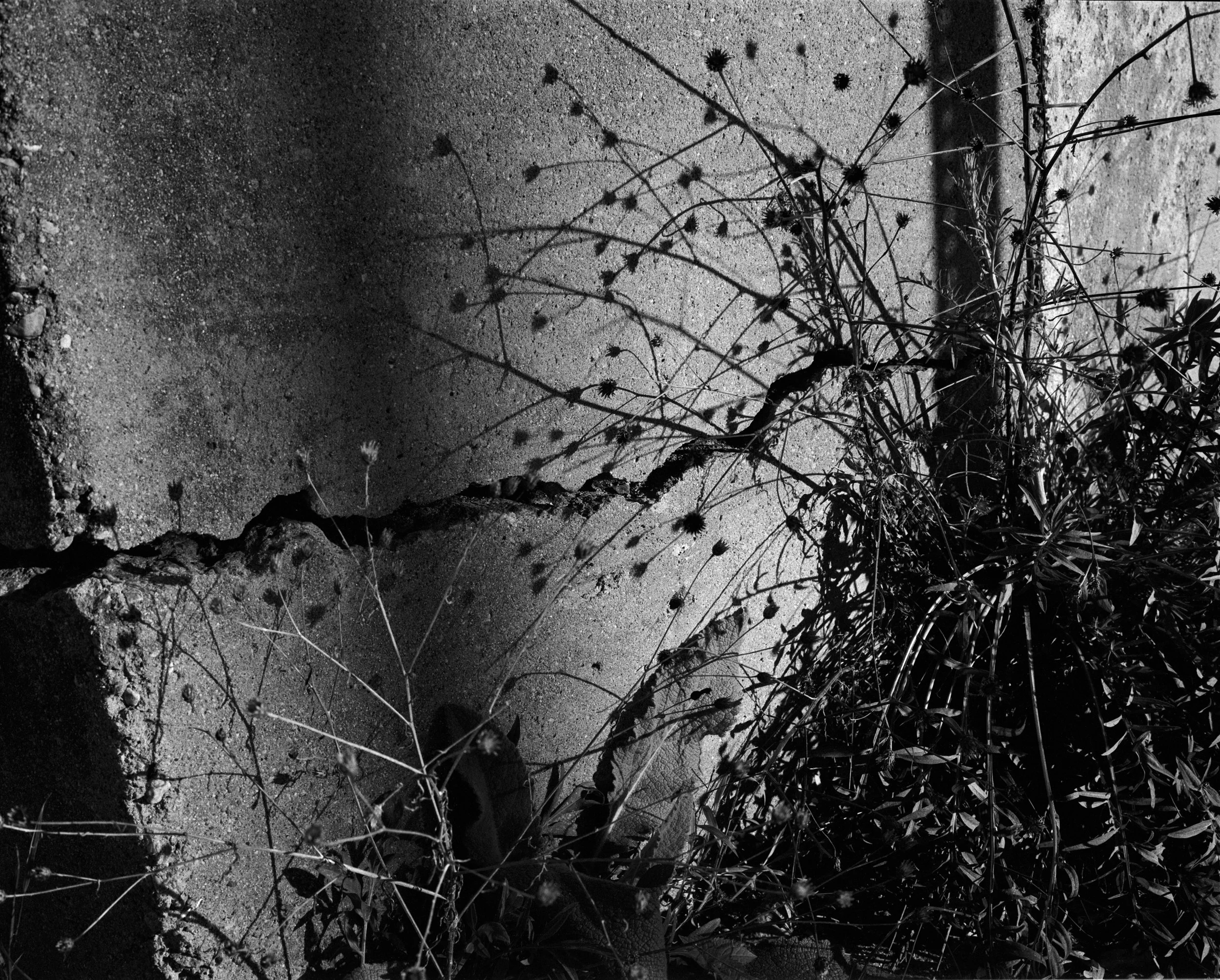 Weeds Against A Stone Wall Shadows.jpeg