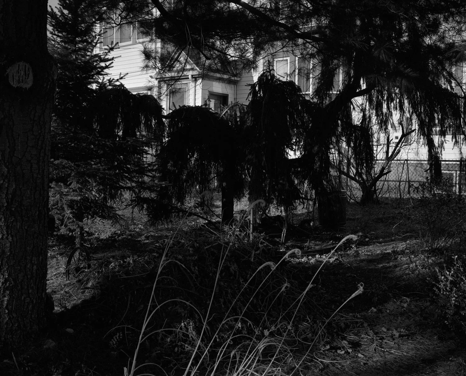 Olnyville Trees and House Shadows Trees-Edit.jpg