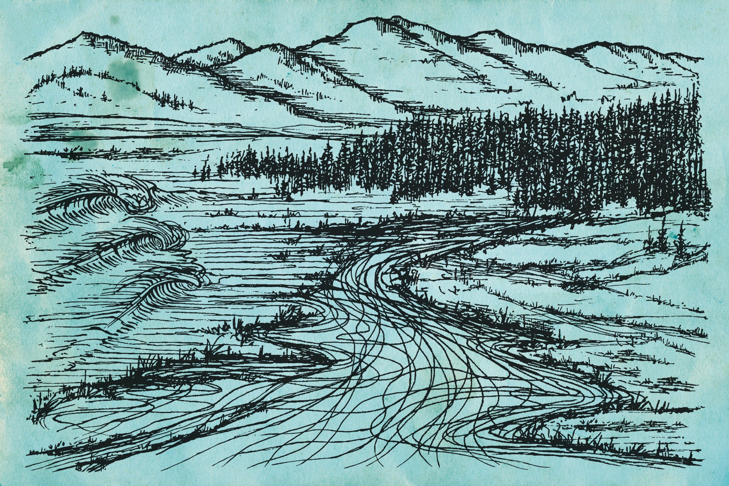 meadow illustration spread.jpg