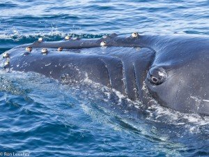 Humpback-Whale-Fort-Bragg-Pelagic-MEN-09-15-13-208917small-300x225.jpg