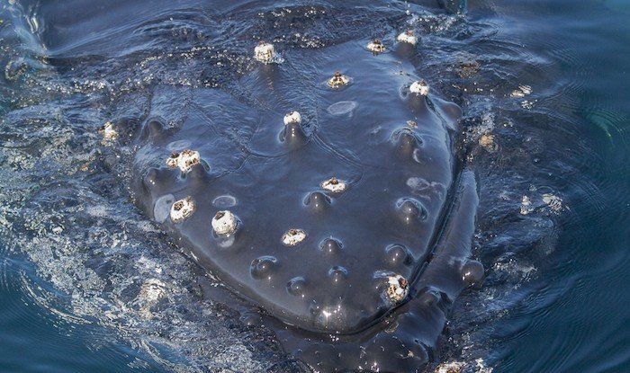 Humpback-Whale-Fort-Bragg-Pelagic-MEN-09-15-13-208974small-700x415.jpg