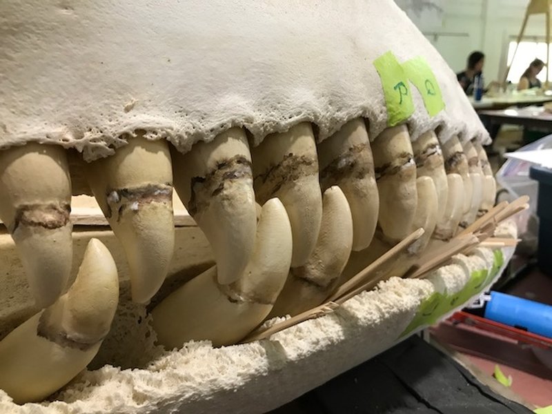 Orca replicated teeth being tested for the first time