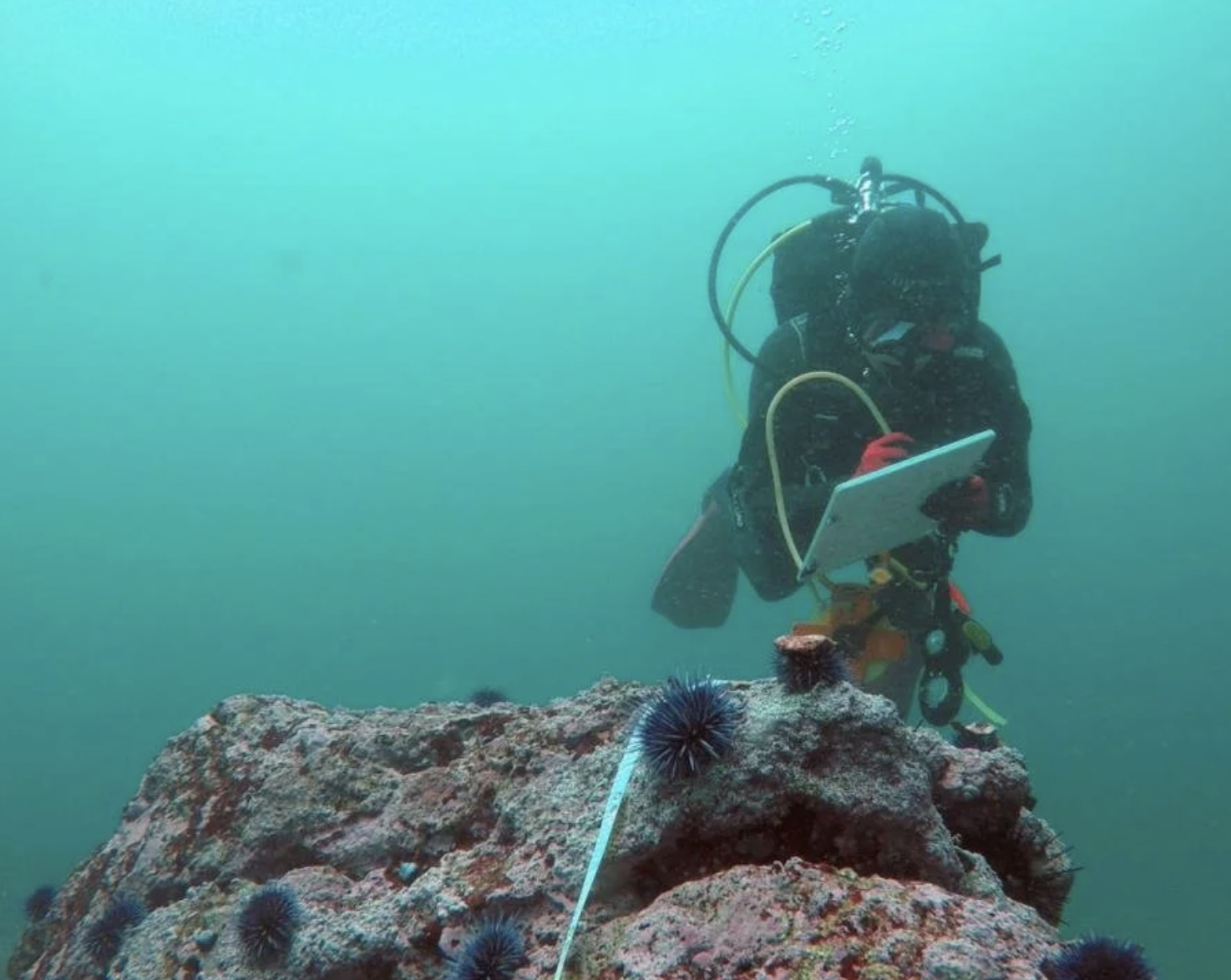 KelpFest! Special Presentation: Kelp RISES Research Group