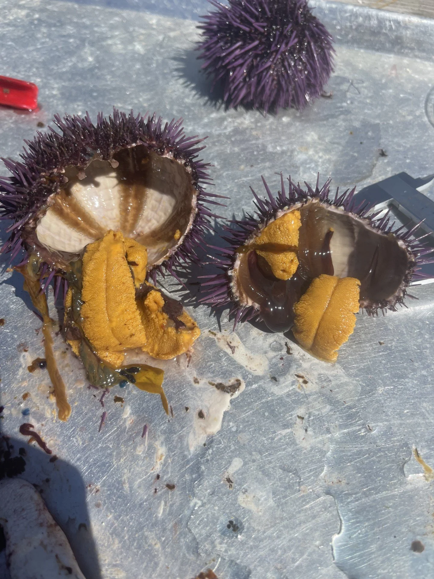 Noyo Center Marine Field Station Open House