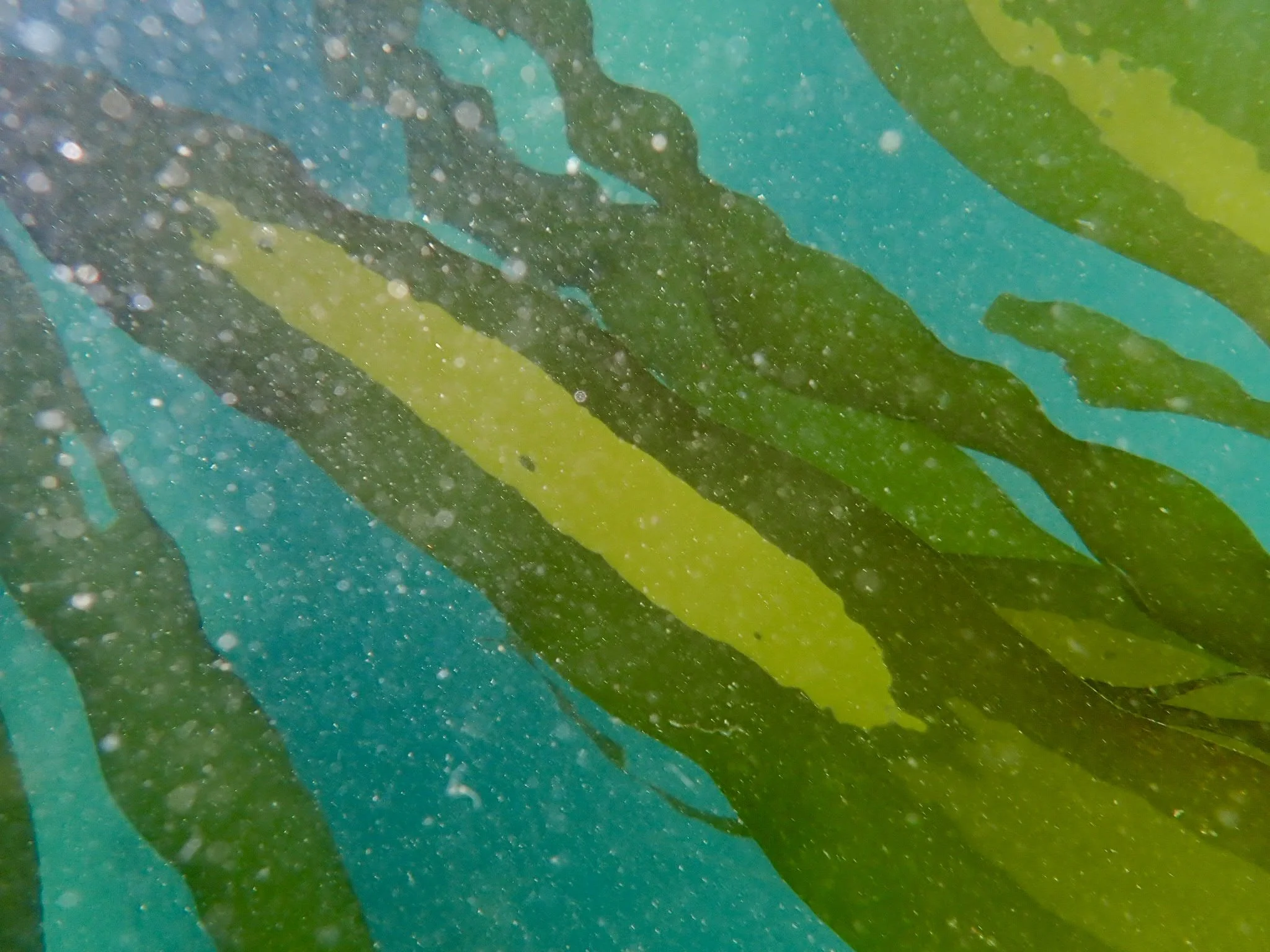 Regenerative Aquaculture Panel Discussion and Seaweed Happy Hour Reception