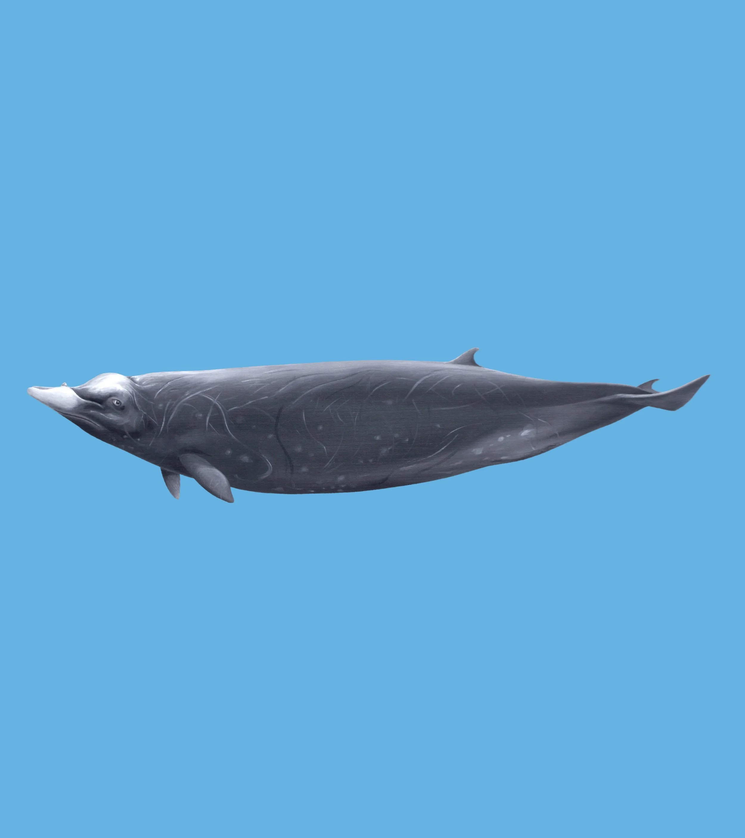 Noyo Center Talks Science: Unlocking the Mysteries of Beaked Whales (Zoom Event)