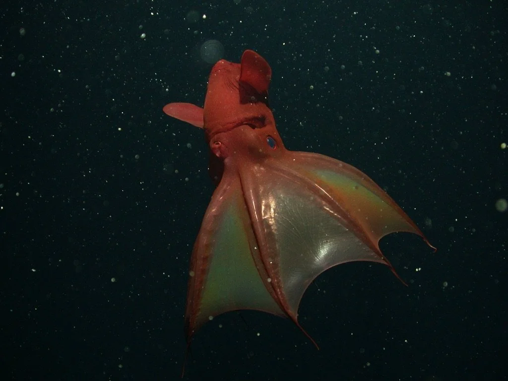 Noyo Center Halloween Party & Science Social: The Weird and Wonderful: Ocean Oddballs and Peculiar Partnerships 