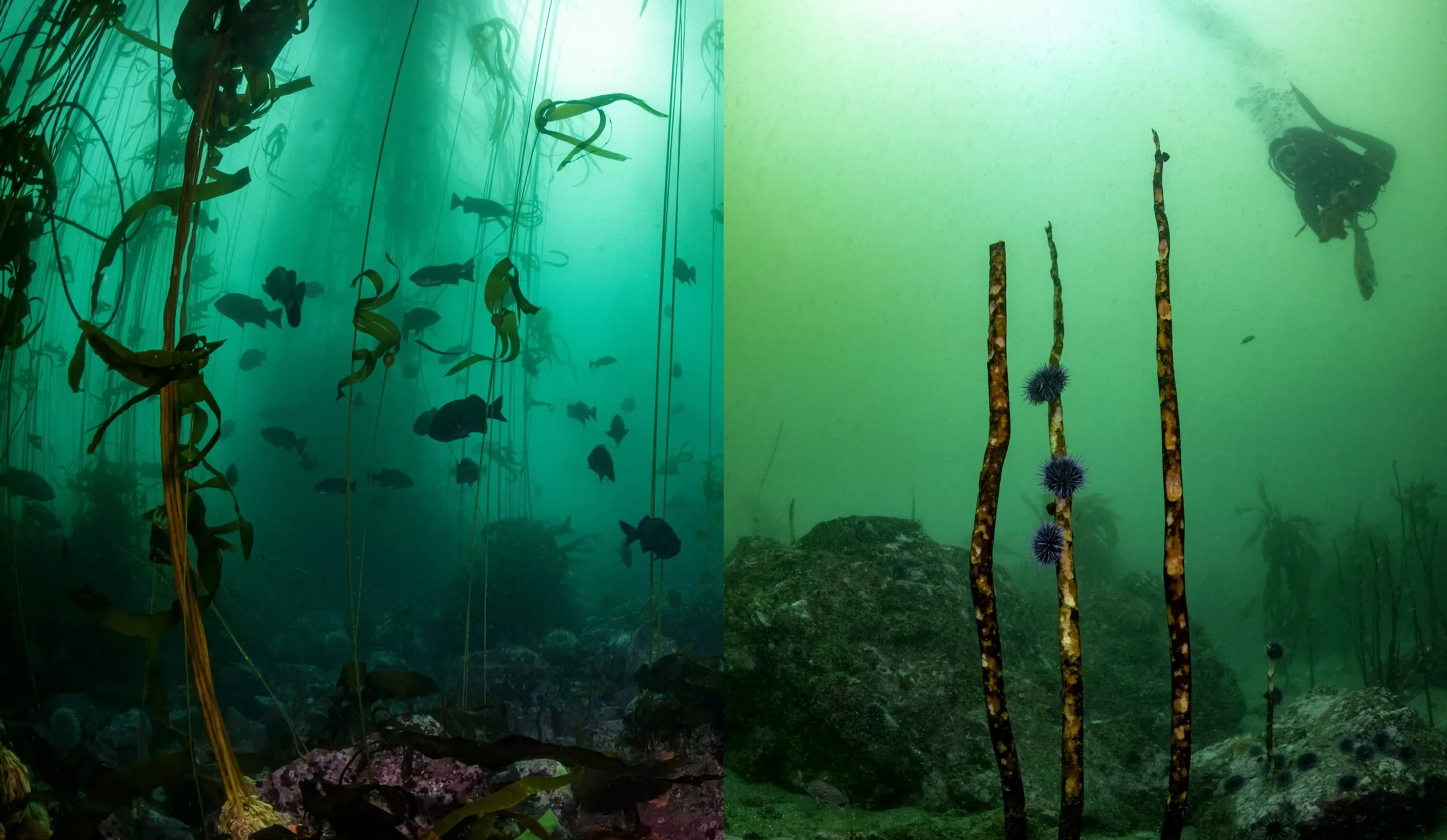 The Last Forests Project Film Screening