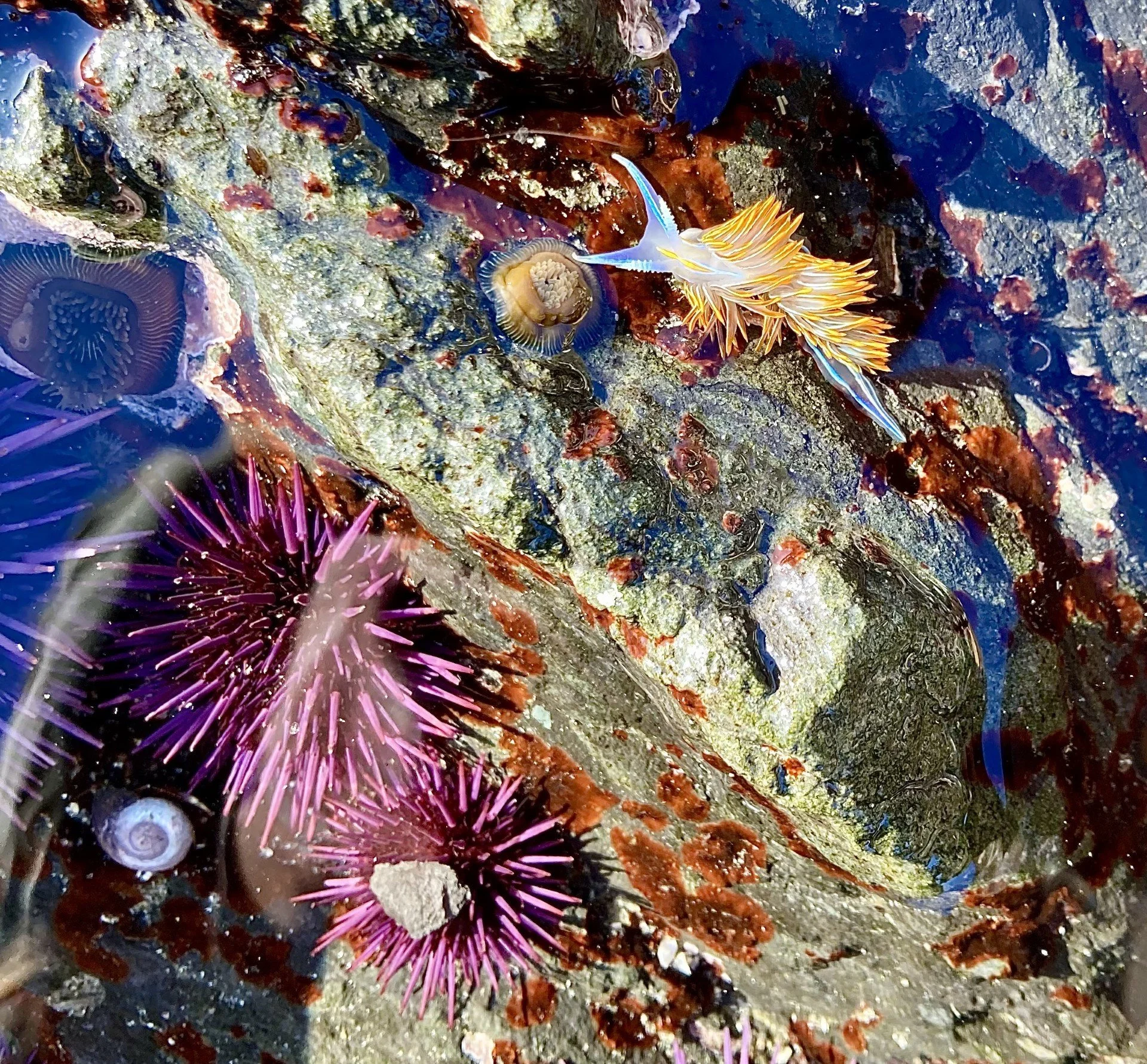 Noyo Center Talks Science: <span class="sqsrte-text-color--darkAccent">What Nudibranchs are Telling Us</span>