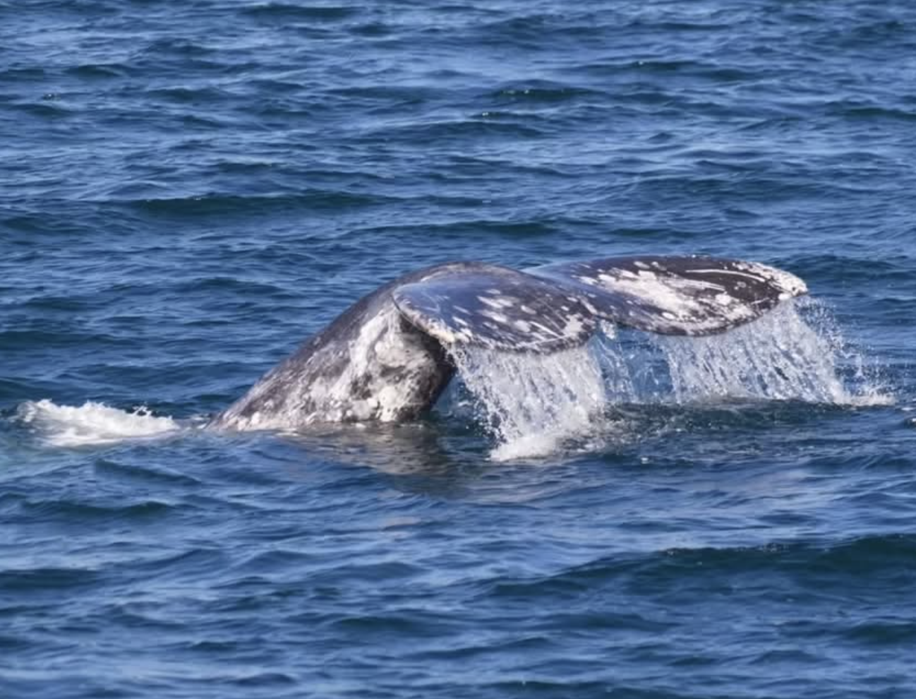 Whale Migration Challenge Speaker Series with Alisa Schulman-Janiger — Gray Whales in Southern California