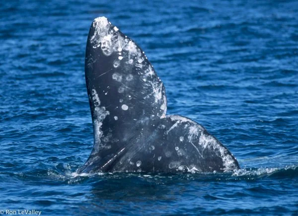 Whale Migration Challenge Speaker Series — Gray Whales in Baja with Diane Alps