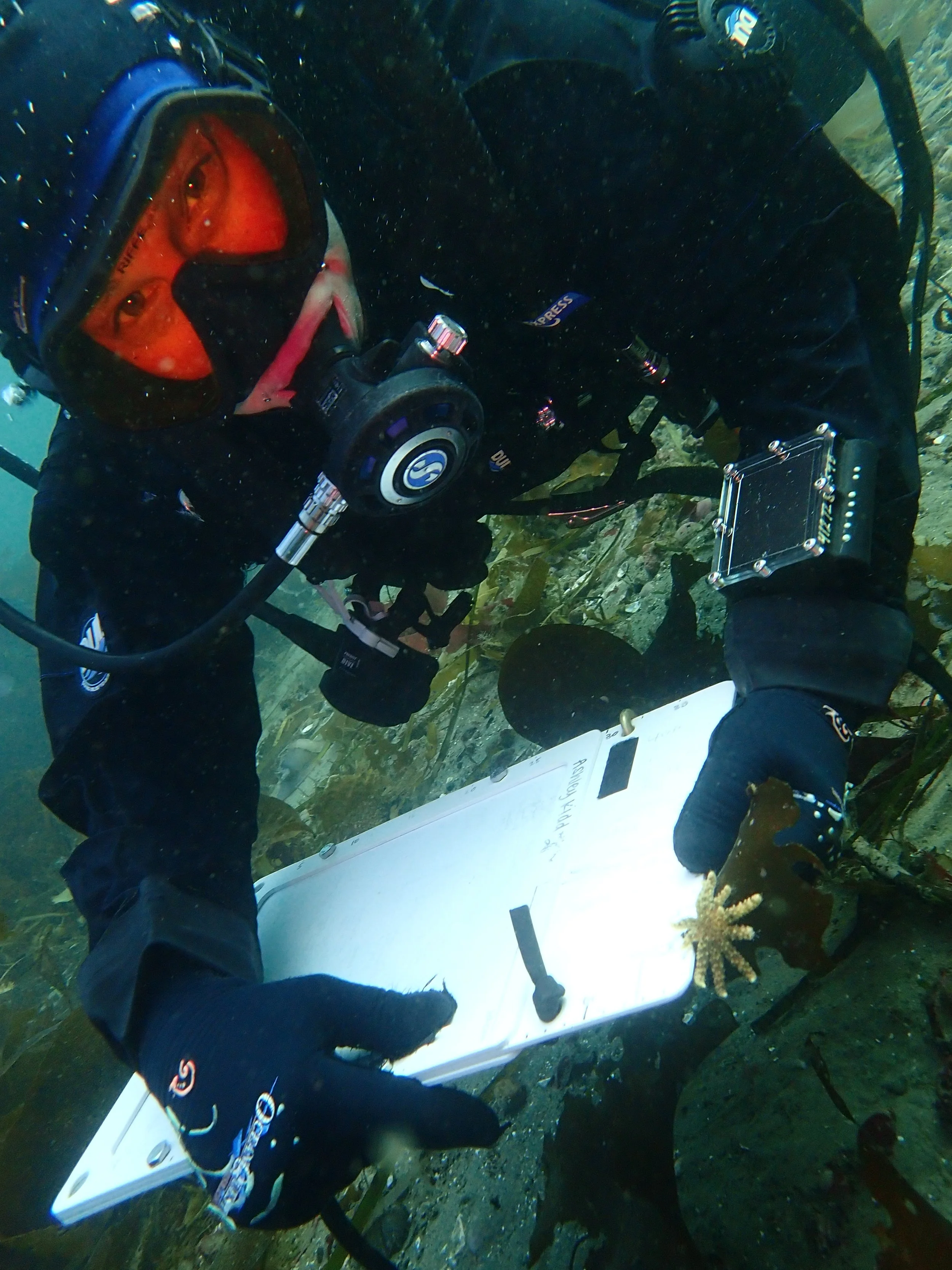 Noyo Center Talks Science with Ashley Kidd; Sunflower Seastar Lab