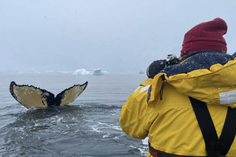 Noyo Center Science Social: Know Your Whales: Happywhale and the Stories of Five North Pacific Humpbacks