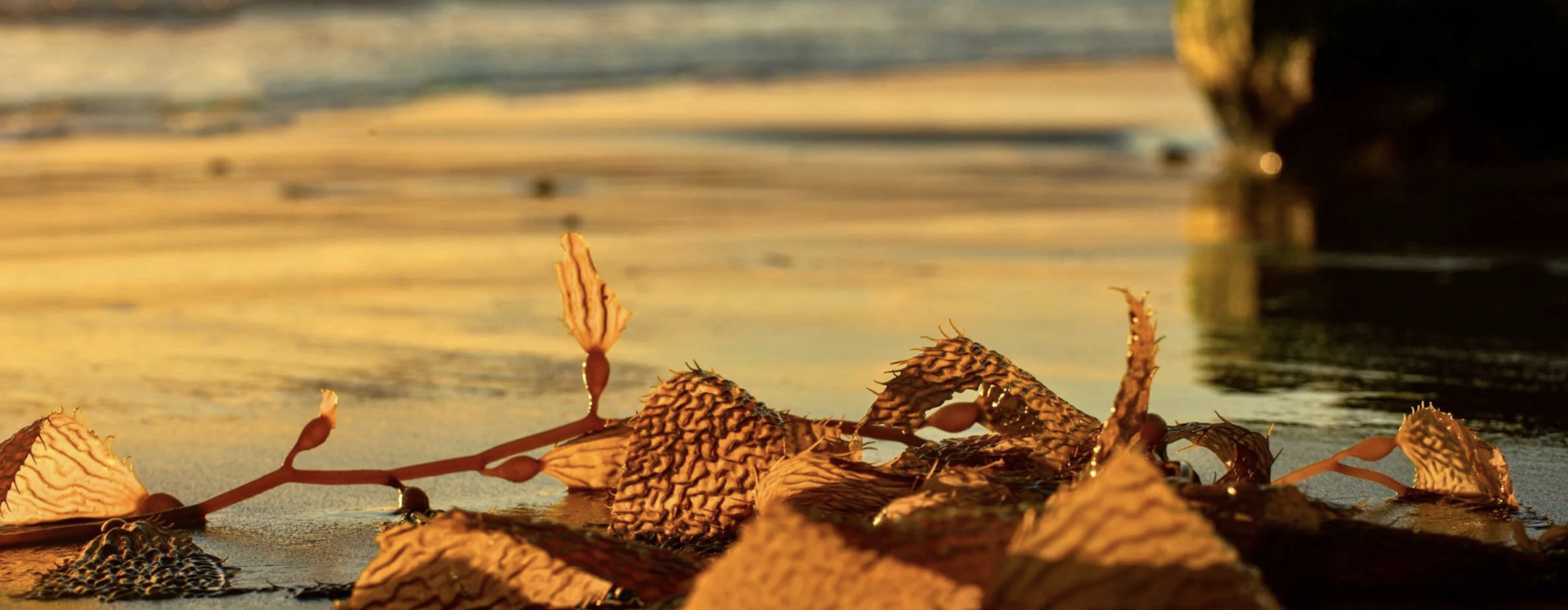 Special Presentation: Update on the Kelp Restoration and Management Plan