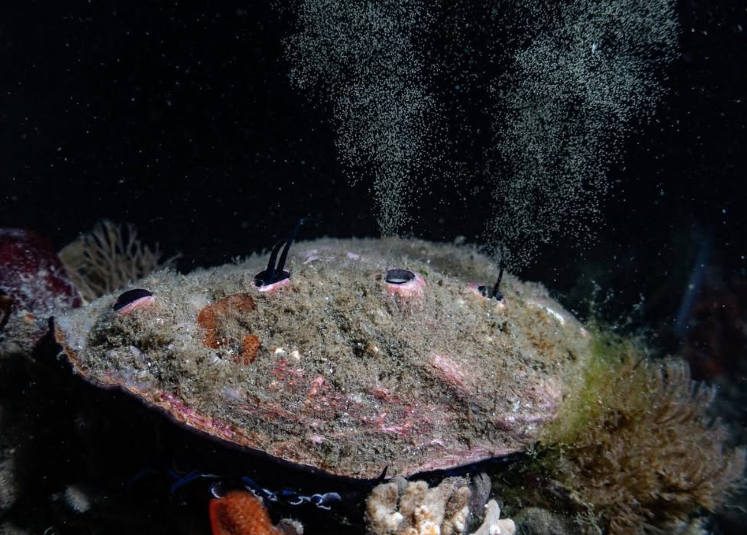 Ocean Aquaculture Panel Discussion: Red Abalone