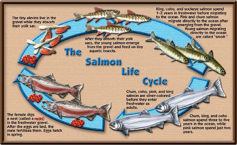 Pacific Salmon — Noyo Center for Marine Science