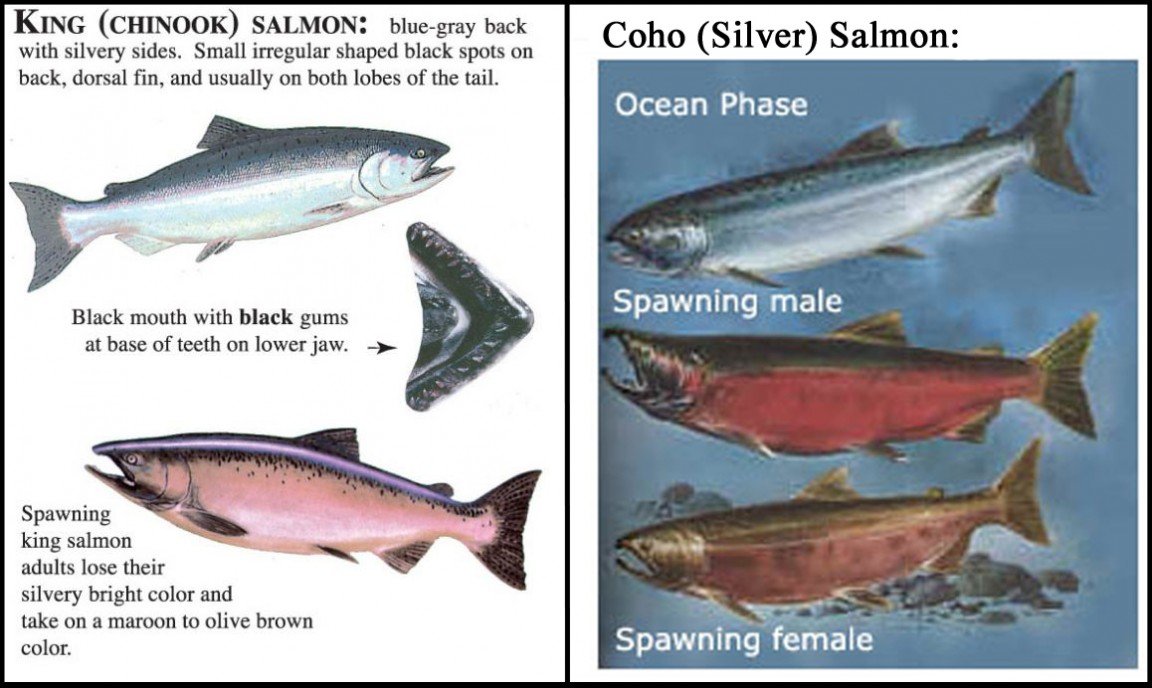 Pacific Salmon — Noyo Center for Marine Science