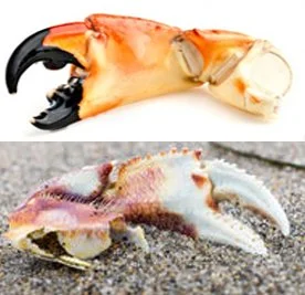 Dungeness Crab — Noyo Center for Marine Science