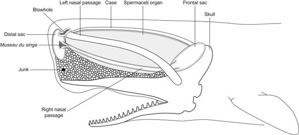 drawing of spermaceti organ of sperm whale