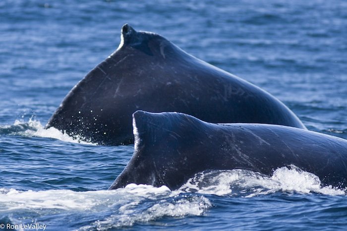 Humpback Whales — Noyo Center for Marine Science