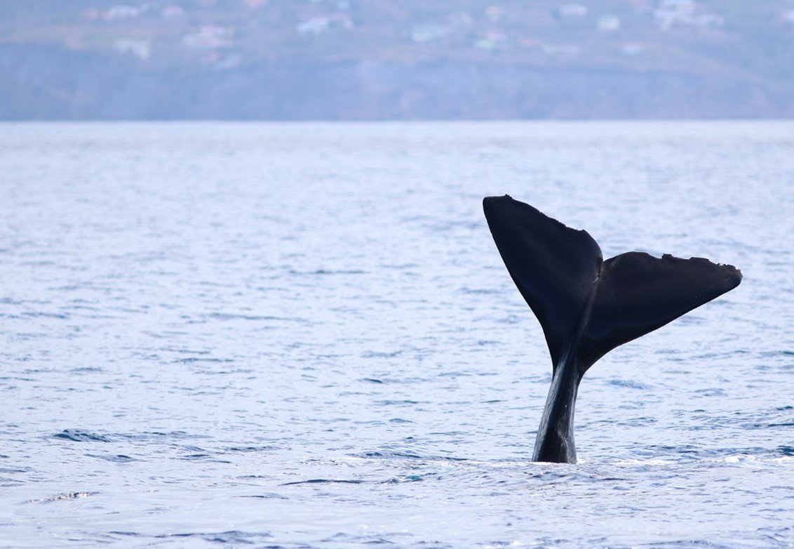 sperm whale travel