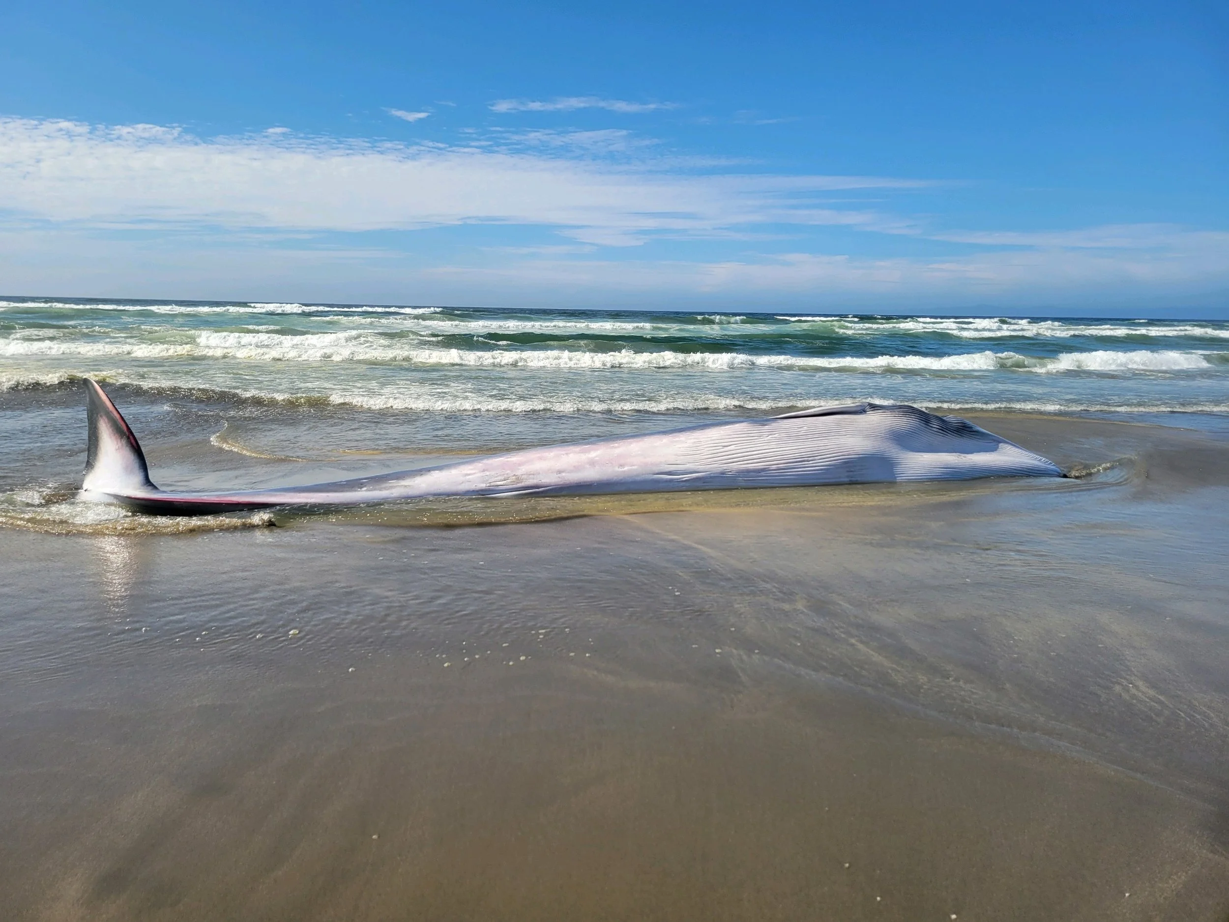 Attachment (1) (1).JPG