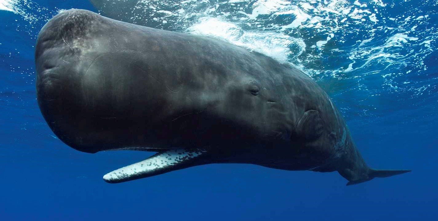 sperm whale travel