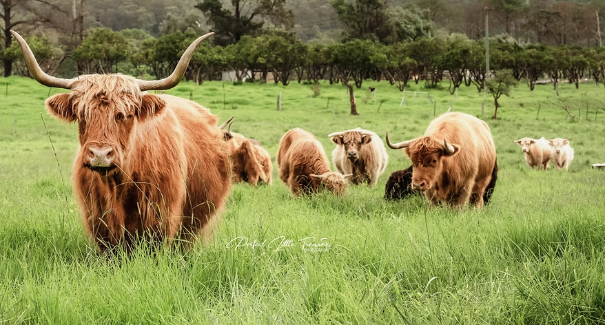 Bon Rean Highland Cow Farm