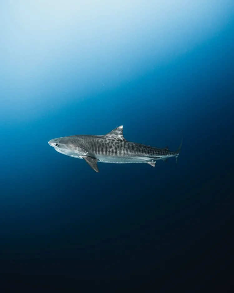 Shark in blue water