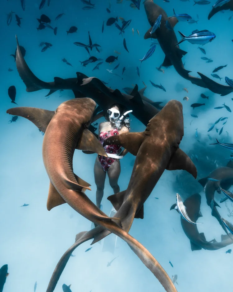 Nurse sharks in Puerto Rico