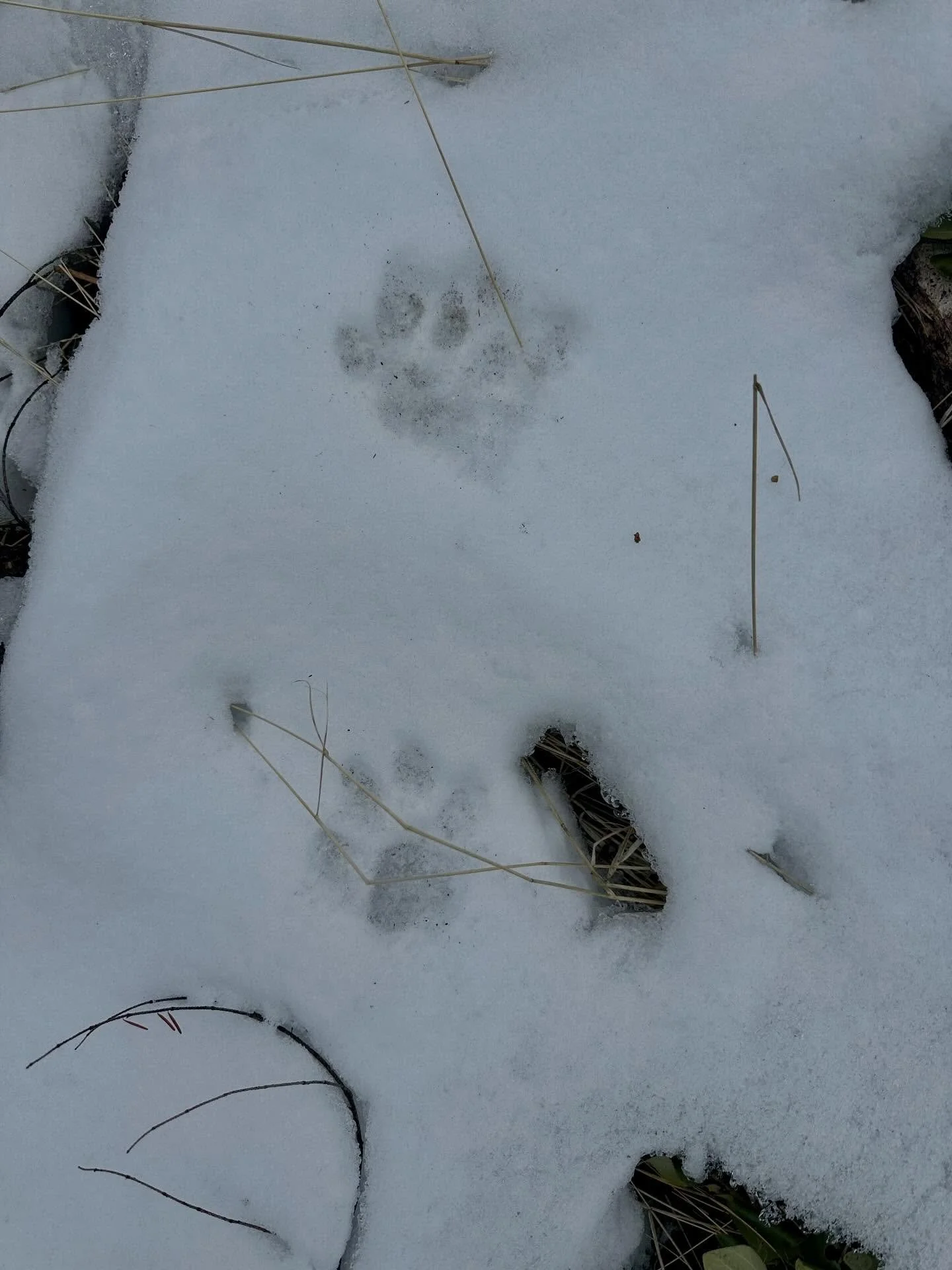 Have you signed up for @queernature&rsquo;s first session on March 15th??? How about their second and third? This is an incredible opportunity for you to learn from one of the valley&rsquo;s most attuned souls. So will bring you on a journey through 