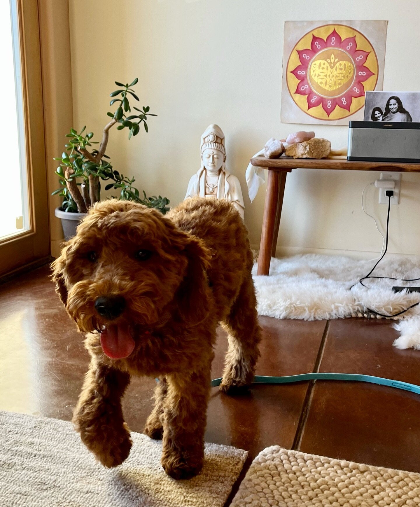 Cutest practice member of the week! &hellip; and most alive nervous system. Pure heart beam with a wiggling tail. Thank you Life for puppies. 🥰💗🥰