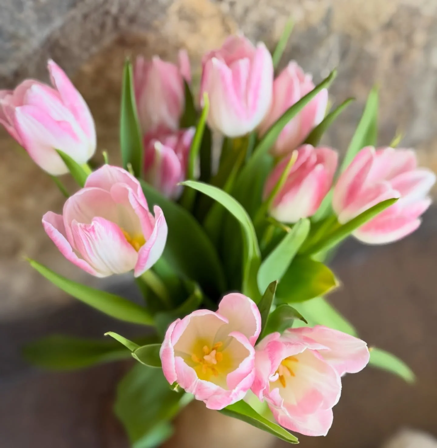 Gentle spring opening
true nature is designed to unfold in simplicity
like springtime buds opening into themselves
we naturally become who we are
as we peel back the layers of physical, mental and emotional habits, ancestral and collective patterns ~