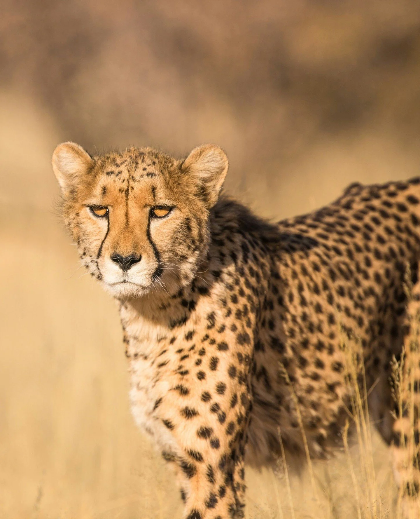 Flamingo Room by tashas captures the richness of Africa through glamour, detail and a deep appreciation for its flora and fauna. From hand-sculpted brass monkeys to zebra-print armchairs and meerkats peeking from unexpected corners, each animal detai