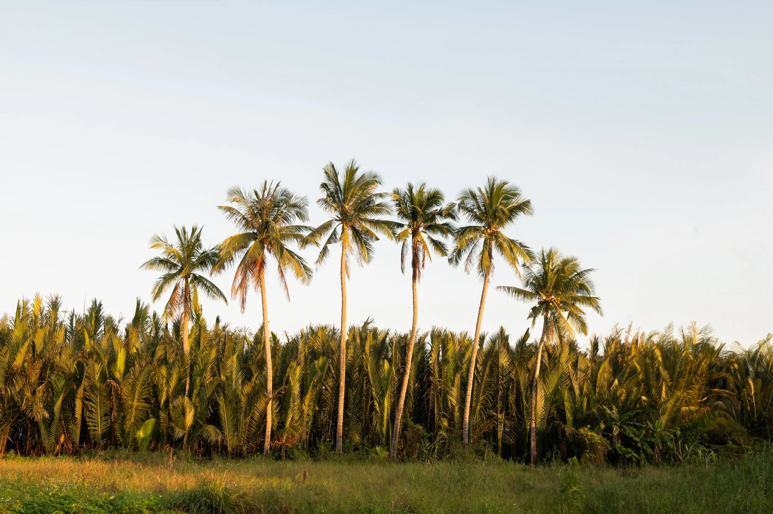 A row of tall palm trees against a clear sky with green grass in the foreground. | Awakened Soul - Jessika Harrison 
