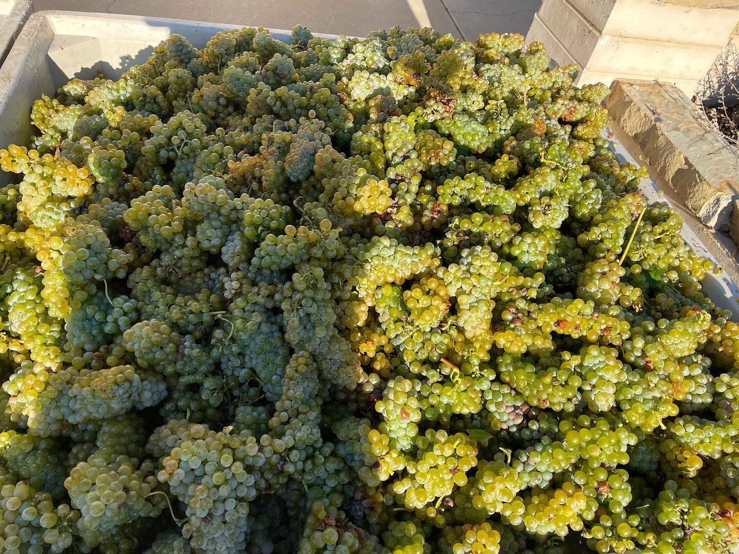 Excited for this one! Can you guess what grape this is?